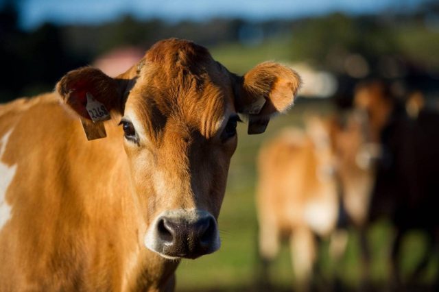 tilba-jersey-cow