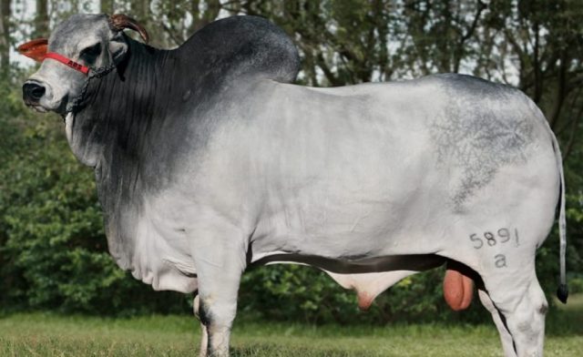 touro nelore Uapiti da AT pmgz