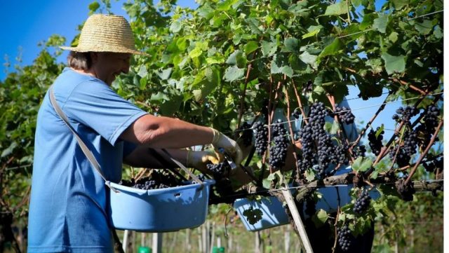 Colaboradores têm carteira de trabalho assinada pela própria startup (Foto: AgroUrbano/Divulgação)