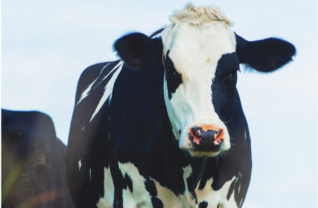 vaca