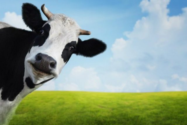 vaca assustada vaca assustada