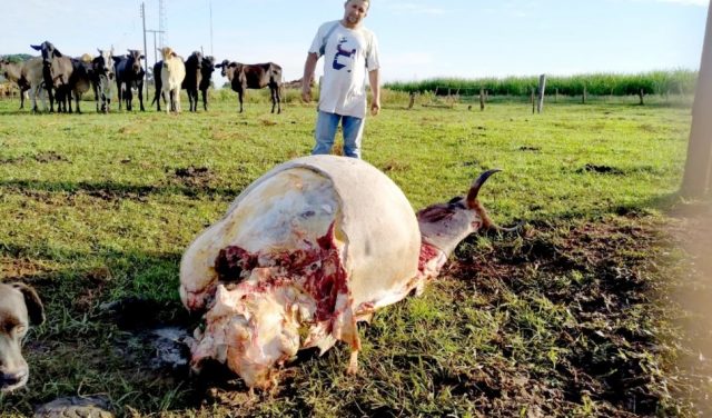 vaca-castilho-971x570