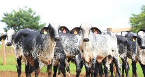 vacas e novilhas da raça girolando 1