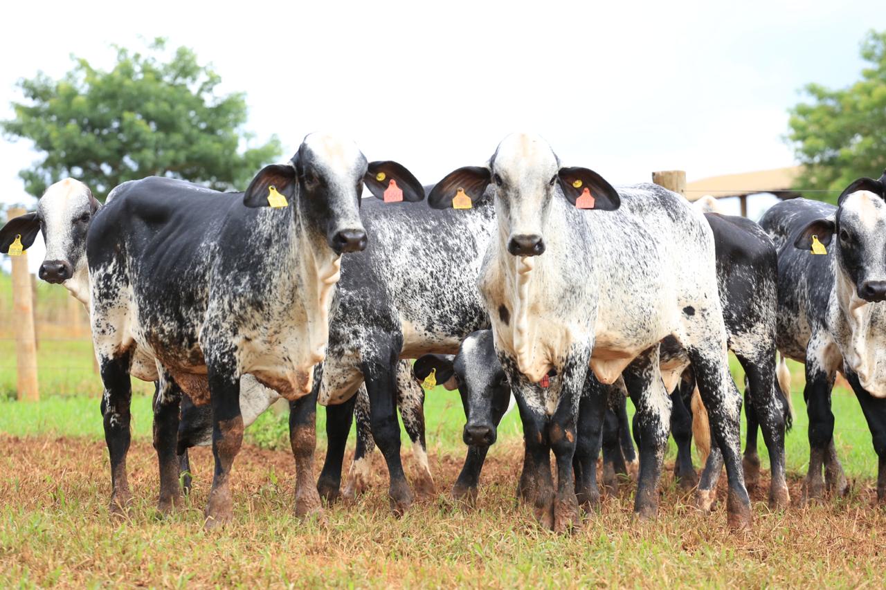 vacas e novilhas da raça girolando 1