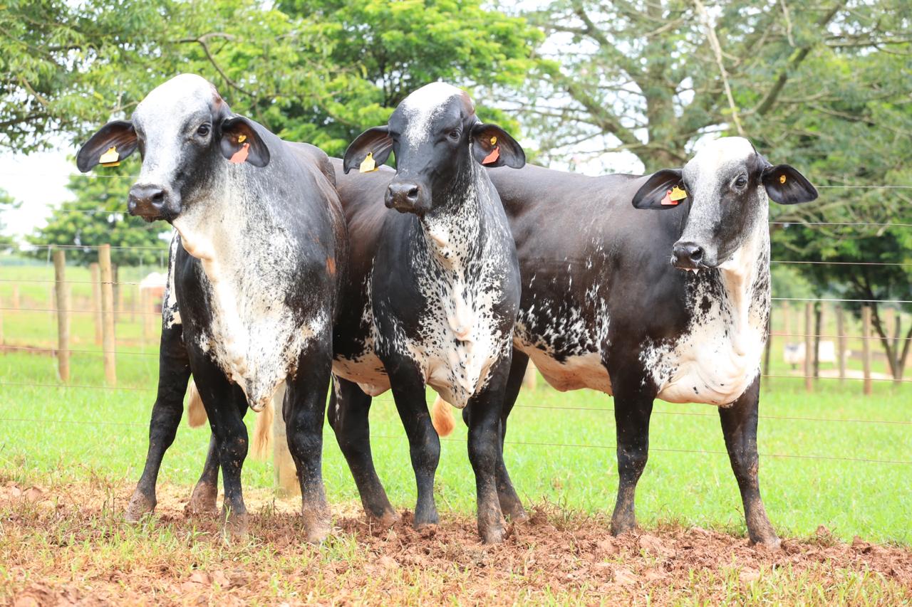 vacas e novilhas da raça girolando