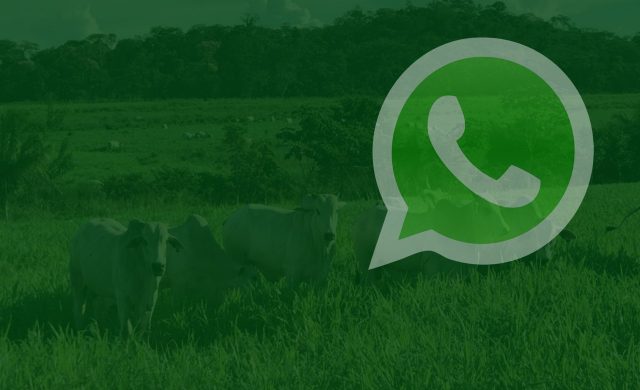 whatsapp produtor
