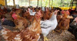 Tratos básicos para pequenas produções avícolas