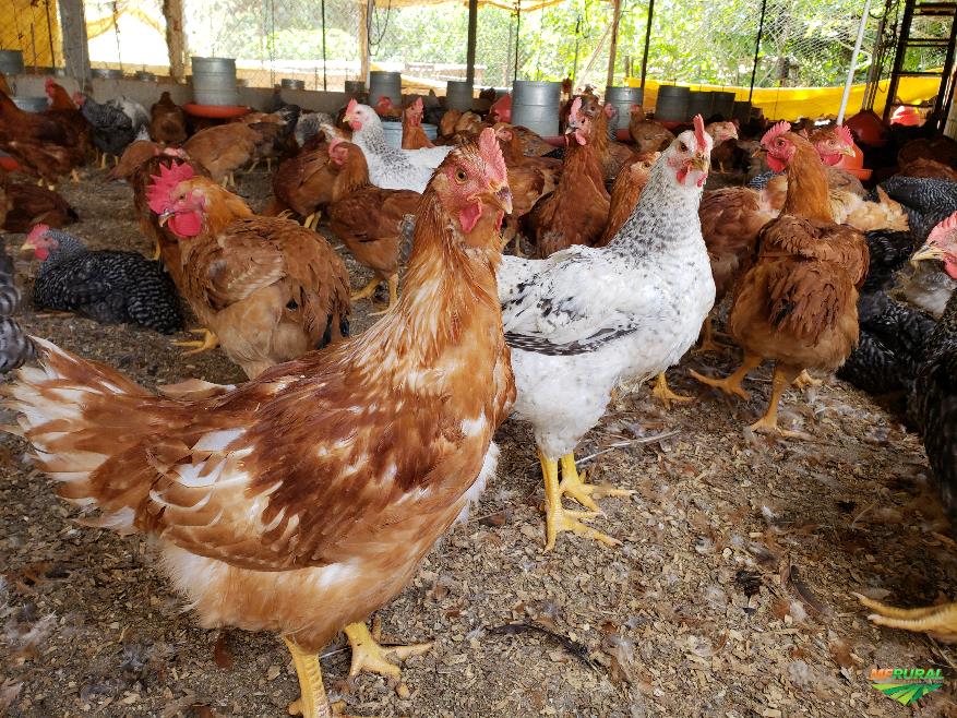 Tratos básicos para pequenas produções avícolas