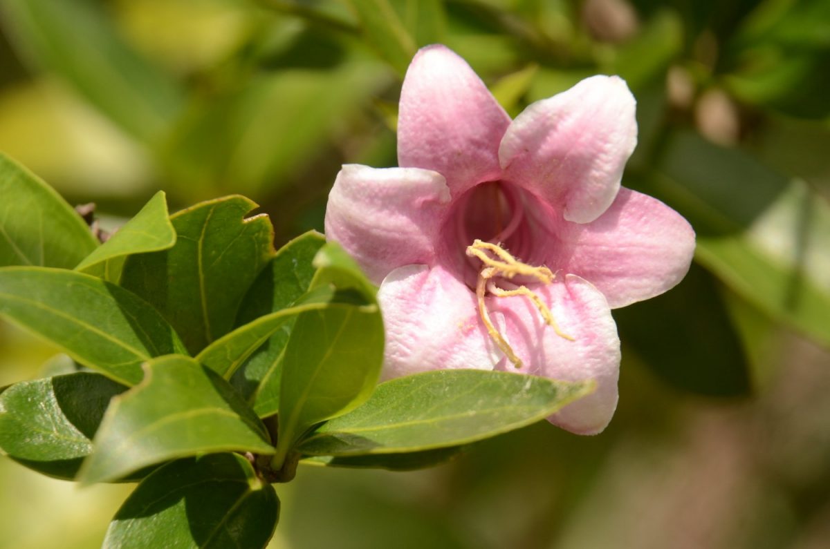 Quinina a planta que cura! Compre Rural