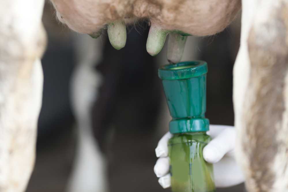 Conheça a terapia da vaca seca e evite a mastite