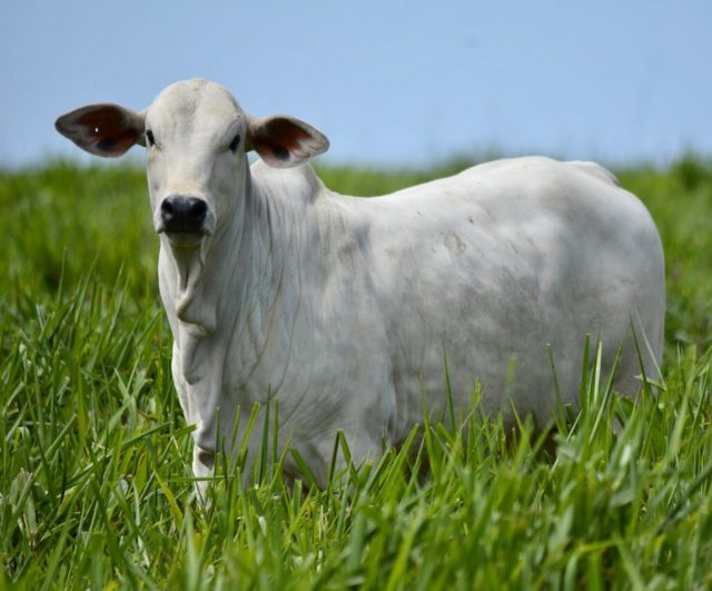 gado-da-fazenda-santanice