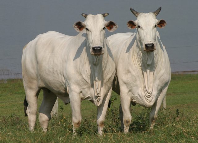 Bovinos