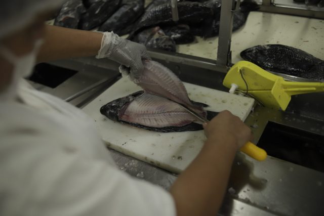 China vai importar peixe de cultivo brasileiro 1