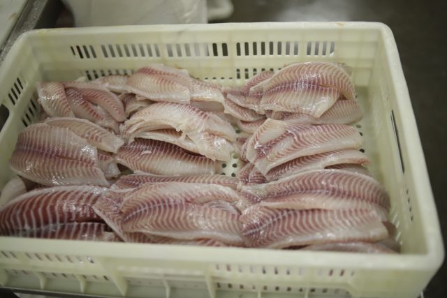 China vai importar peixe de cultivo brasileiro 2