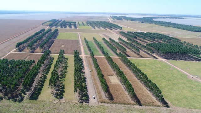 Experimento de ILPF em Sinop - Gabriel Rezende Faria