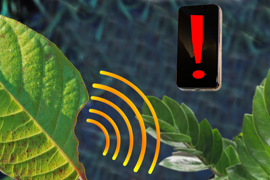 Plantas vão avisar problemas ao produtor pelo celular