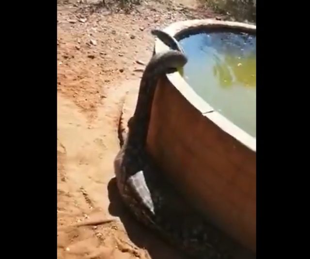 cobra gigante