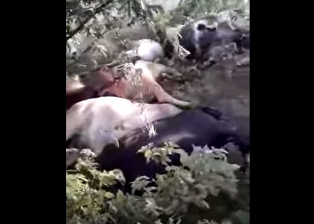 raio mata 17 bois em sitio