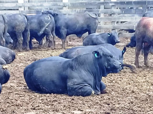 Confinamento no Paraná otimiza rendimentos financeiros e de carcaça após uso estratégico de suplementação mineral e vitamínica injetável