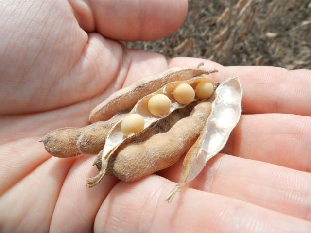 Nova cultivar tem resistência à podridão radicular de fitóftora - Foto: Luiz Henrique Magnante