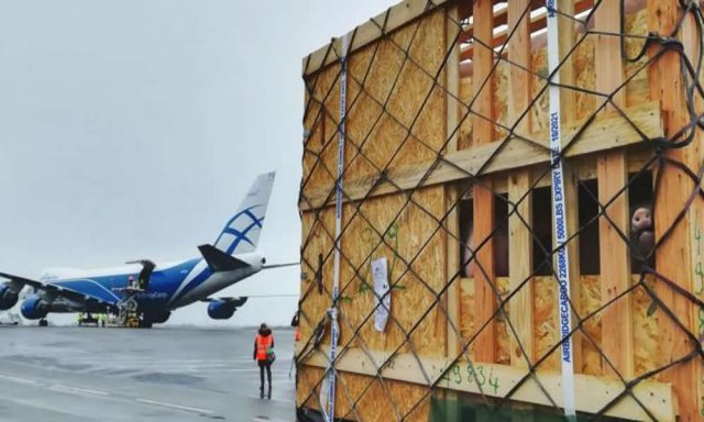 avião com suínos
