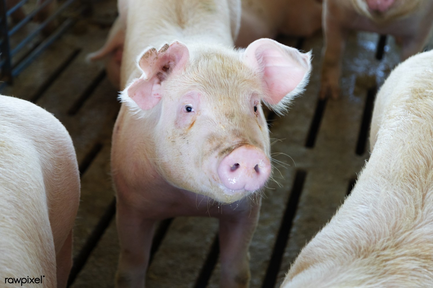 biosseguridade-reducao-de-antibioticos-granja-suinos