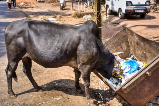 boi comendo lixo na india