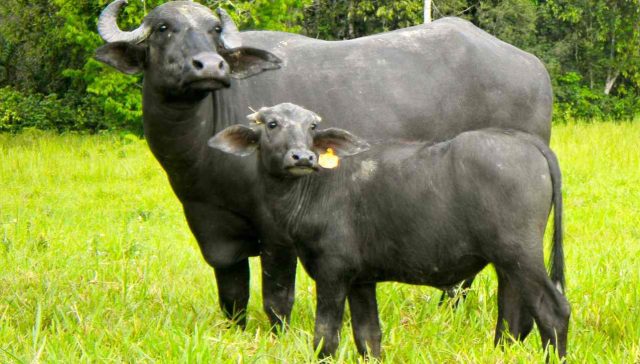 Maior fazenda de búfalos do Brasil