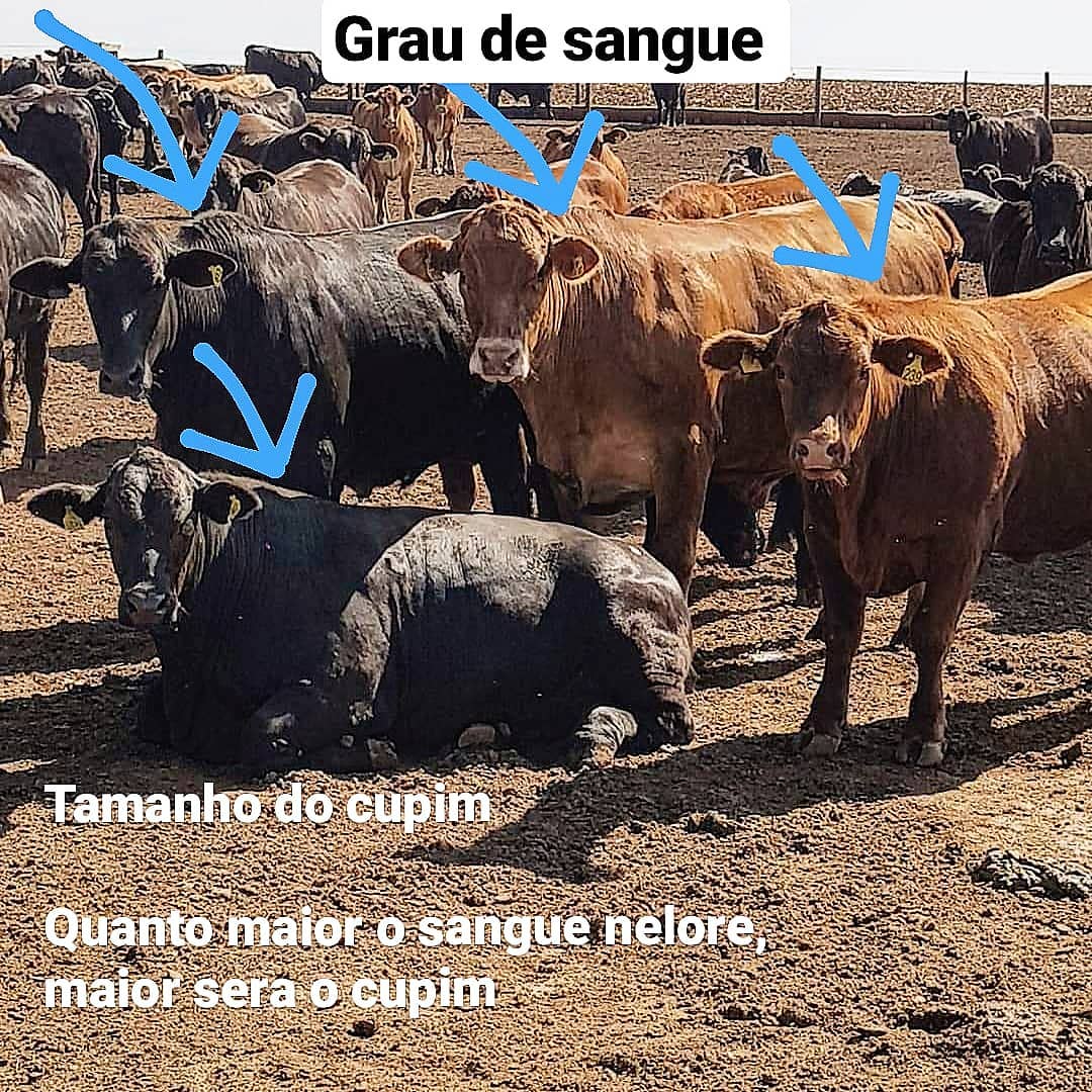 comparacao de cruzamentos