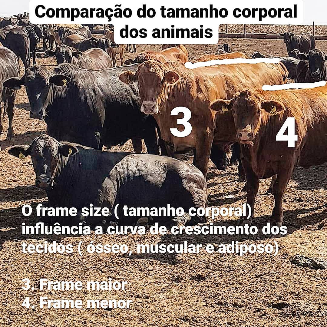 comparacao de cruzamentos