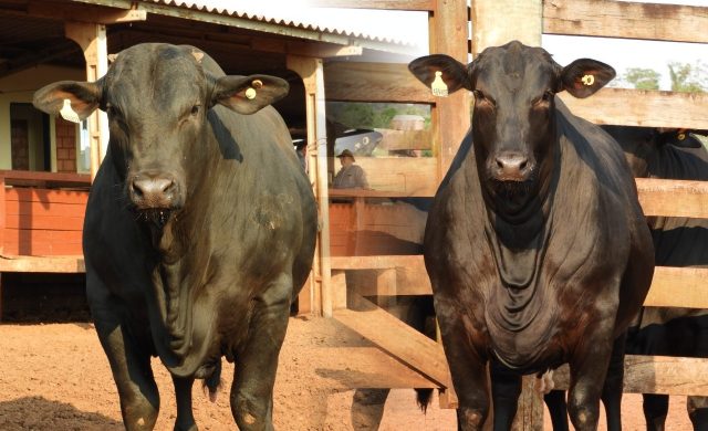 comparacao entre macho e femea lucratividade 2