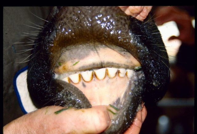 cronologia denticao bovino 2