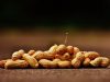 cultivo do amendoim