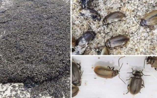 insetos invadem praia