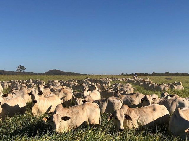 gado-da-tulipa-agropecuaria-3