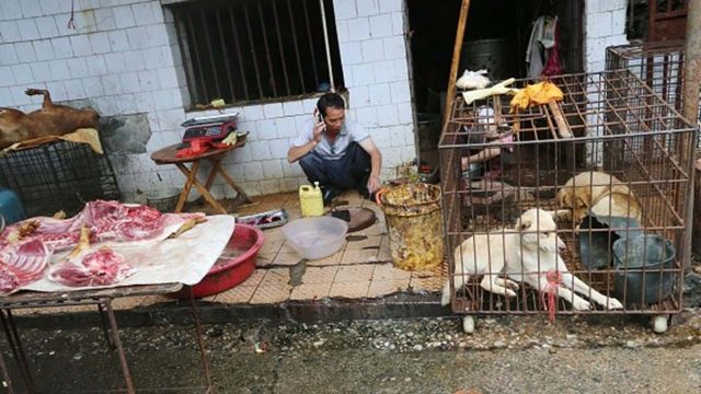 China proíbe população de comer carne de gatos e cachorros