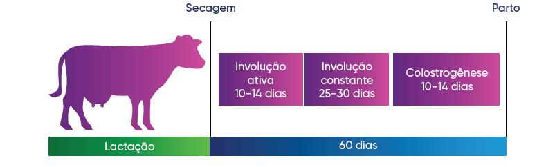 Fases do período seco e média de duração delas