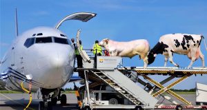 Gado sendo transportado por aviao