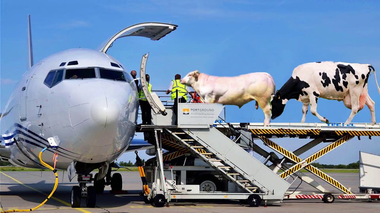 Gado sendo transportado por aviao