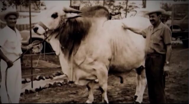 nelore-marca-f-fazenda-brumado