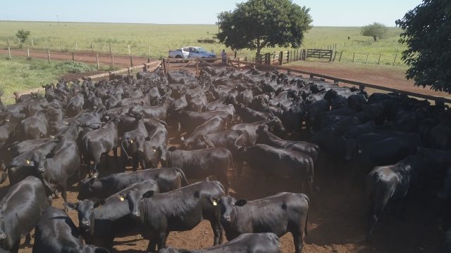 novilhas f1 angus x nelore - prenhes 3