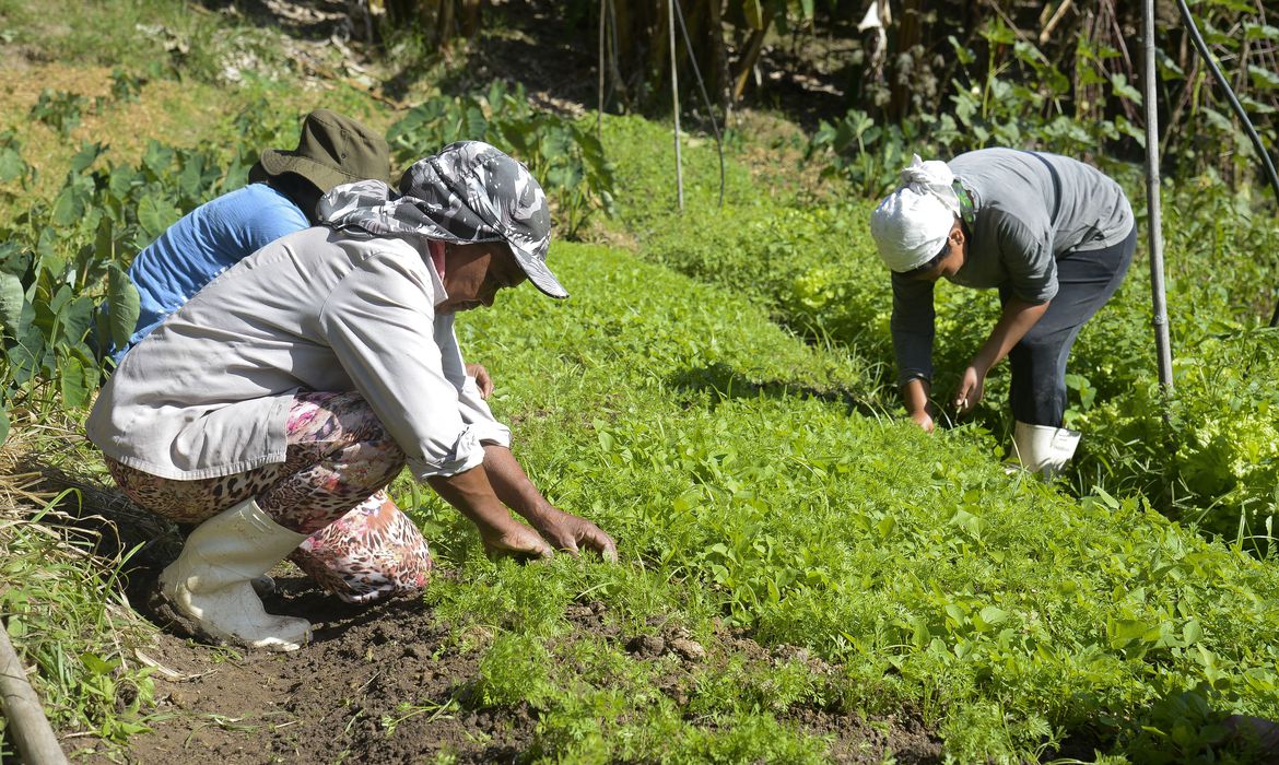 Horta na propriedade de Waldir Pollack em Paracatu de Baixo, distrito de Mariana, no local são cultivadas cerca de 40 variedades de hortaliças e legumes.