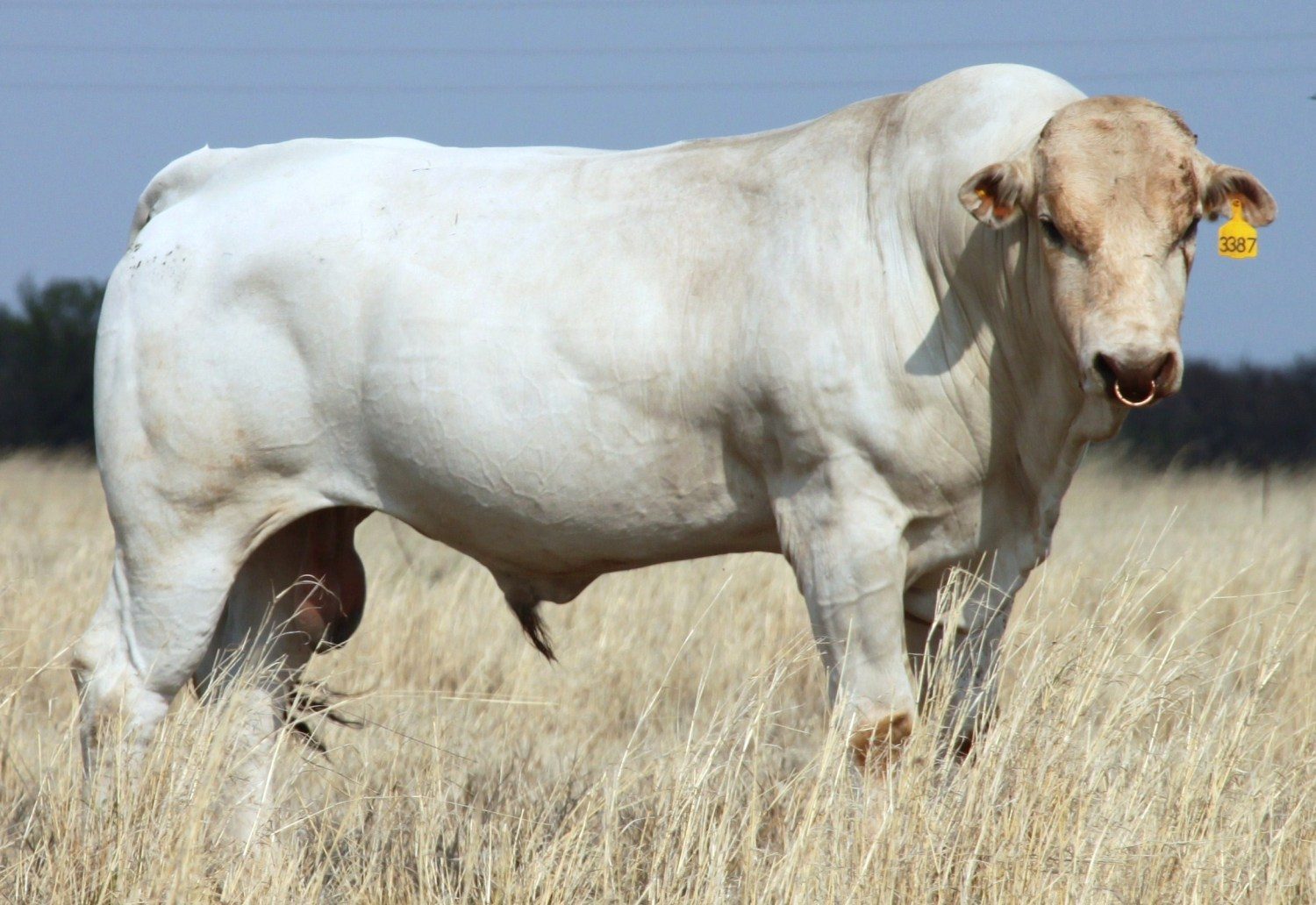maior raça bovina do mundo