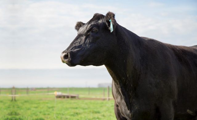 vaca angus olhando horizonte