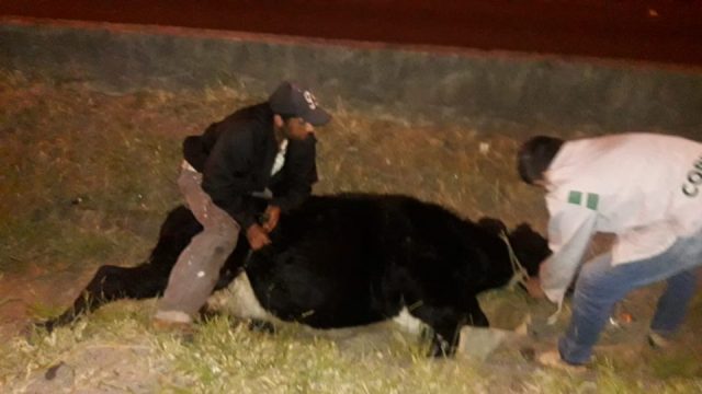vaca3-960x540