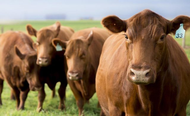 vacas red angus argentina 1