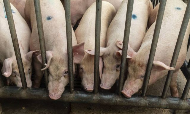 Maior produtor de suínos do mundo fecha fábrica
