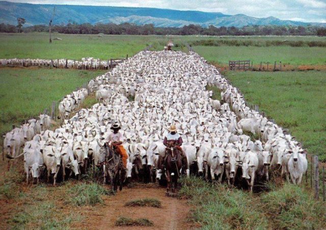 Reis de Agro