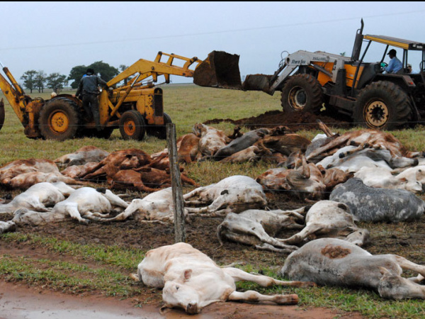 Temperaturas altas provocam a morte de cavalo que transportava