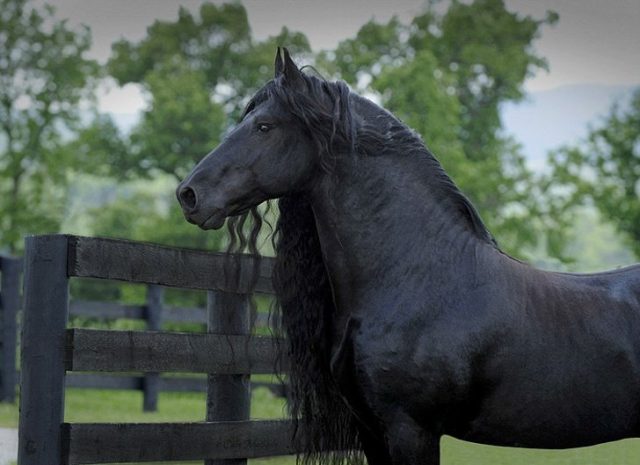 cavalo mais bonito do mundo